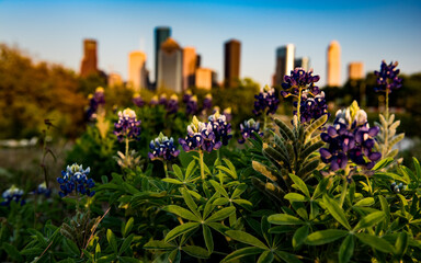 Bluebonnets against the Houston Skyline