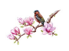 Watercolor Finch Bird On Blooming Magnolia Branch. Tender Spring Magnolia Flowers. Realistic Finch Bird On Tree Branch. White Background