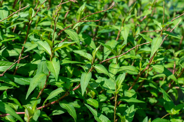 Wall Mural - Close up of Vietnamese coriander plant.