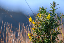 Common Gorse (Ulex Europaeus) Thorny Shrub Invasive Flowering Plant In Horton Plains National Park.