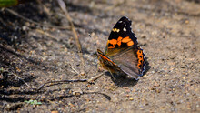 Indian Red Admiral Butterfly Basking Sun In The Morning. Beautiful Butterfly Spotted In The Ground At Horton Plains National Park.