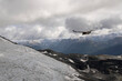 View of an Andean condor, Vultur gryphus, flying over glacier Alerce ice field in Tronador hill, Patagonia Argentina.