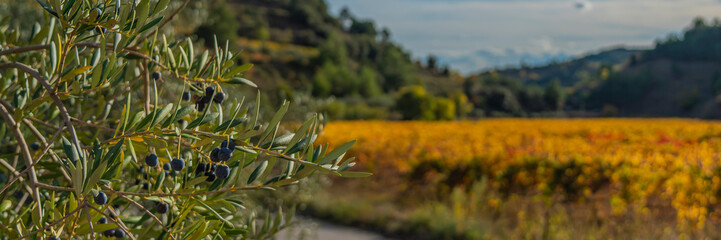Wall Mural - Olive tree with background autumn colored vineyards, Priorat, Tarragona, Catalonia, Spain panorama