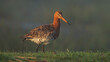 The Black tailed godwit in early morning sunlight.