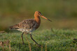 The Black tailed godwit in early morning sunlight.