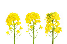 Rapeseed Blossom Flower Isolated On White Background. 
