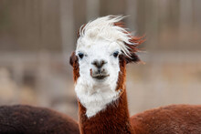 Funny Alpaca On A Windy Day. South American Camelid.