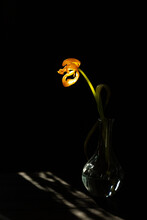 A Fading Yellow Tulip In A Vase In A Ray Of Sunlight On A Dark Background