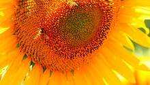 Blooming Sunflower With Honey Bee