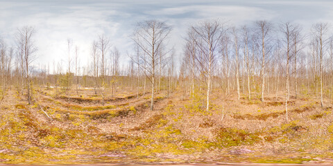 Wall Mural - Amazing landscape with blue sky at spring trees without greens and grass 3D spherical panorama with 360 degree viewing angle Ready for virtual reality vr Full equirectangular projection