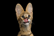 Funny Portrait Of Serval Cat Licking On Isolated Black Background In Studio