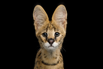 Wall Mural - Closeup Portrait of Serval cat Gazing isolated on Black Background in studio