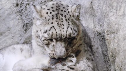 Wall Mural - A snow leopard cleans its fur (Panthera uncia).