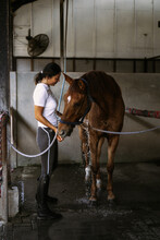 Woman Groomer Takes Care Of And Combes Hair Horse Coat After Classes Hippodrome. Woman Takes Care Of A Horse, Washes The Horse After Training.