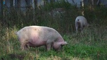 Big Pigs Eating In An Abandoned Zone Behind Old Houses
