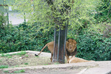 Fototapeta Zwierzęta - lew zwierzę kot dzika natura zoo madryt
