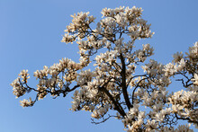 Blooming White Magnolia Against A Blue Sky In Springtime
