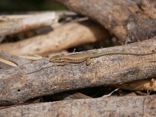 Wall Mural - A small lizard basks in the sun on a warm spring day. The reptile moves along a tree branch. The life of reptiles in natural conditions.