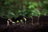 Fototapeta  - rosnące rośliny, wzrost biznesowy i rozwój - koncepcja wzrostowa