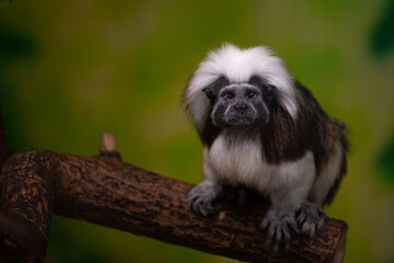 Sticker - Closeup shot of a cotton-top tamarin monkey sitting on a tree branch on the blurry background