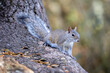 Closeup shot of a squirrel sitting alert in a park tree