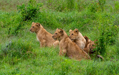 Sticker - Beautiful shot of a group of Asiatic lions in the green grass in Tanzania Safari