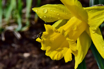 Poster - Shallow focus shot of a bee on a yellow daffodil flower