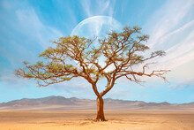 Close Up Image Of Camel Thorn Acasia Tree With Full Moon - Namibia, South Africa