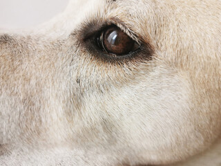 Wall Mural - Closeup shot of the face of a Labrador retriever puppy