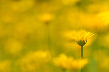 Selective Focus Shot Of A Yellow Flower Blooming In The Garden On A Sunny Day On Blurred Background