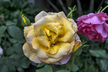 Wall Mural - Closeup shot of a beautiful blooming garden Rosa Peace green leaves in the garden