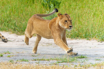 Wall Mural - African lion (Panthera leo) fighting and playing. Sub adult lionesses playing in the morning in the Okavango Delta in Botswana. 