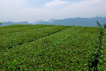 Tea fields in mountain villages in Anxi County, China.