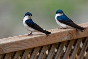 Poster - Closeup of the common house martins. Delichon urbicum.