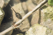 A tadpole of Mediterranean Painted Frog, Discoglossus pictus, feeding on bamboo stick in a pond.