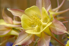 Closeup Of A Slightly Fragrant Aquilegia Chrysantha 'Yellow Queen' (Golden Columbine)