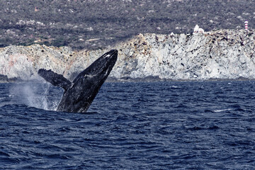 Wall Mural - Beautiful shot of a humpback whale breaching in a wavy water