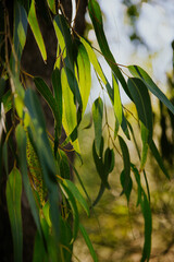 Poster - Shallow focus of Eucalyptus radiata plants with blurred blue sky in in the backgriund