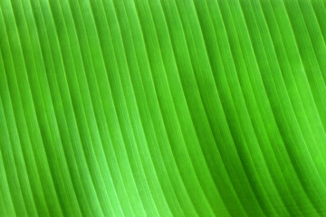 Wall Mural - Green banana leaf texture for background and design art work.