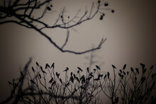 Mystic View Of Birds Resting On The Bushes In Monochrome Colors