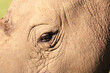 Close up on an African Rhino's eye