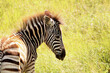 Young Zebra in the African bush