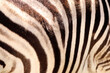 Zebra skin close up
