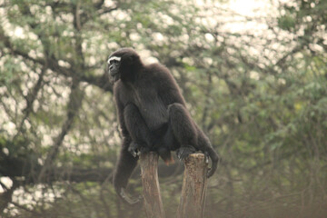 Poster - Black gibbon on a cut tree in its natural habitat