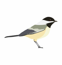Black-capped Chickadee Bird Seen In Side View - Flat Vector