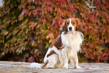 Wall Mural - kooikerhondje is sitting in autumn nature. He is so cute dog.