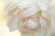 Sweet dream rose. Soft and blur focus white rose flower background.