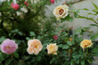 Rose Garden Summer background. Selective focus on one beautiful pastel rose with several flowers blurred on background.
