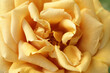 Sweet dream rose. Soft blur golden yellow rose flower background.