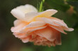 Sweet dream rose. Soft and blur focus light orange rose flower with green background.